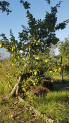 Schrebergarten